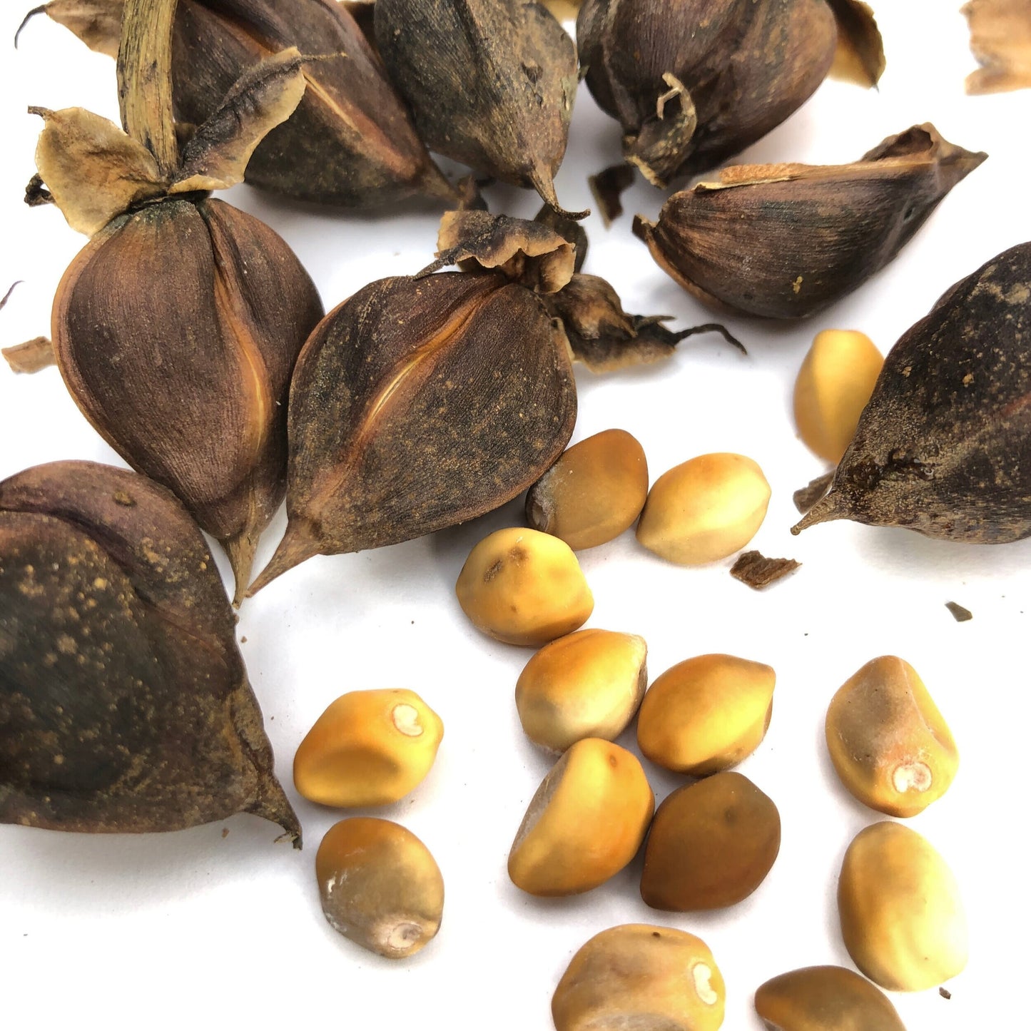 Moonflower Moon Flower Seed and Calyx