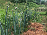 Egyptian Walking Perennial Onion (Allium x wakegi) Bulbils - 4 oz - Approximately 25 Bulbils for Planting