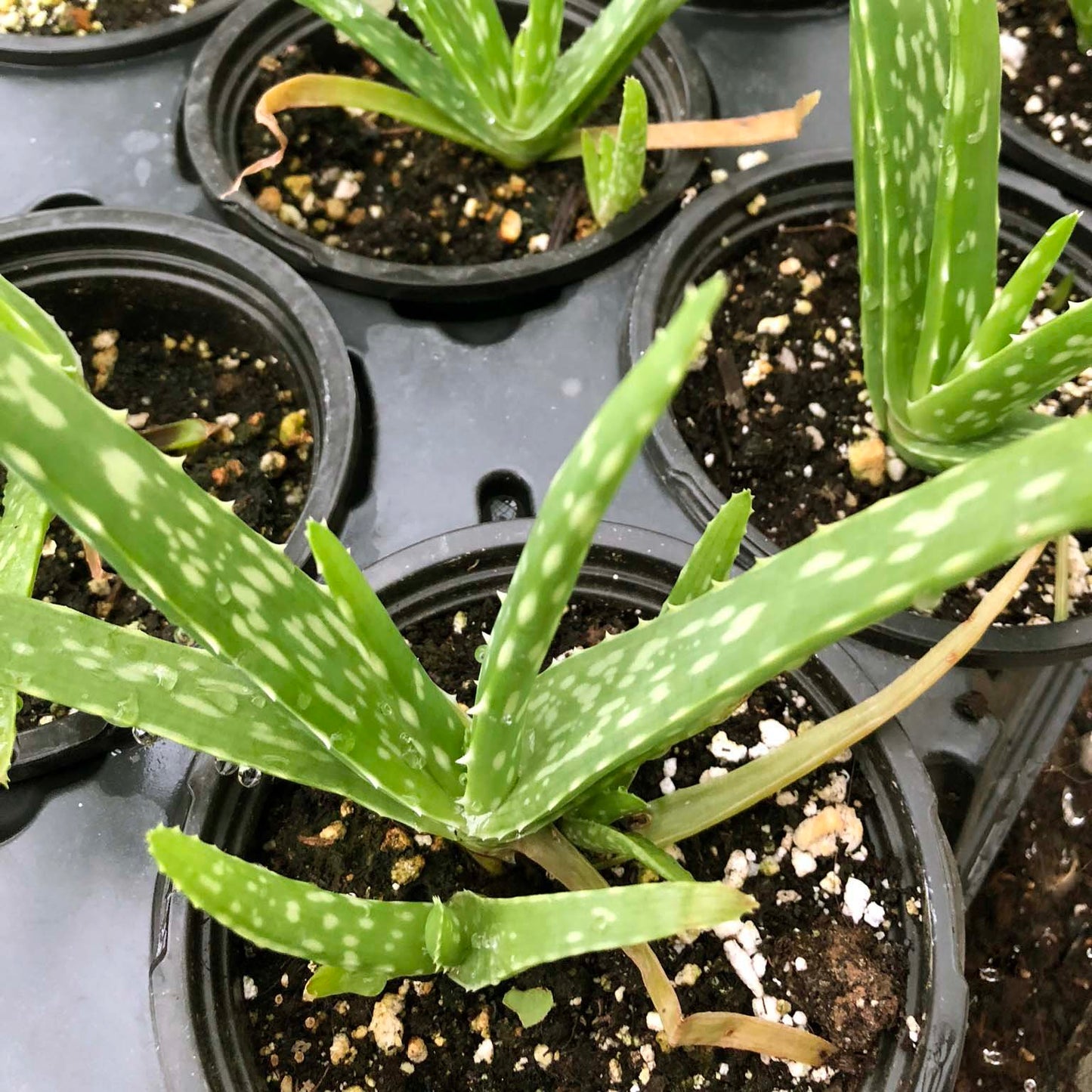 Aloe Barbadensis Plant (Aloe Barbadensis) 2.5-inch pot - Live Aloe Vera Plant - ORGANIC
