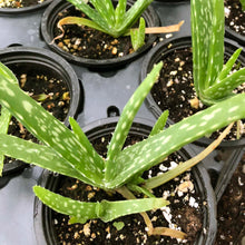 Aloe Barbadensis Plant (Aloe Barbadensis) 2.5-inch pot - Live Aloe Vera Plant - ORGANIC