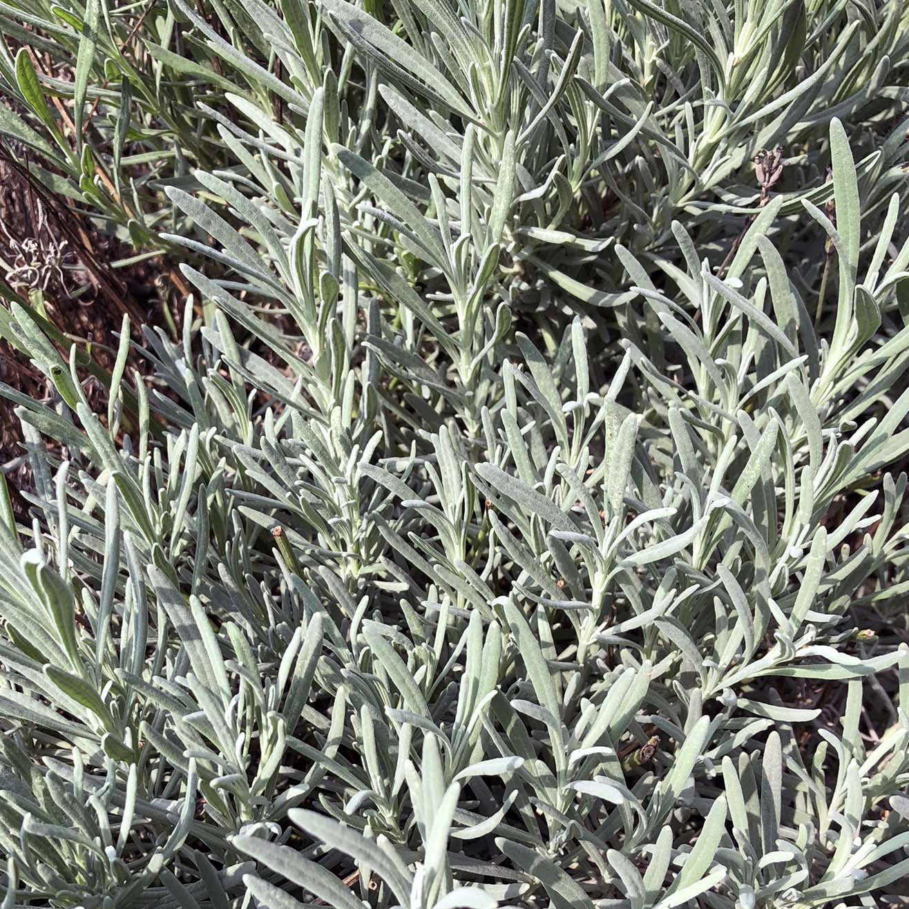 live lavender plants near me Lavender, Lavendula angustifolia, Live Plant in 3–4-inch Pot, Provence Lavender