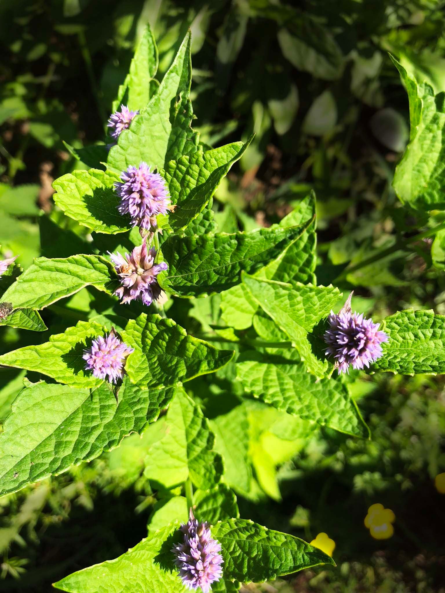 plants with licorice seeds Anise Hyssop, Licorice Mint Seeds (Agastache foeniculum) 500 Seeds (0.2 grams)