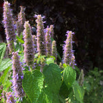 Anise Hyssop, Agastache foeniculum,  Live Plant in 3-4 inch Pot