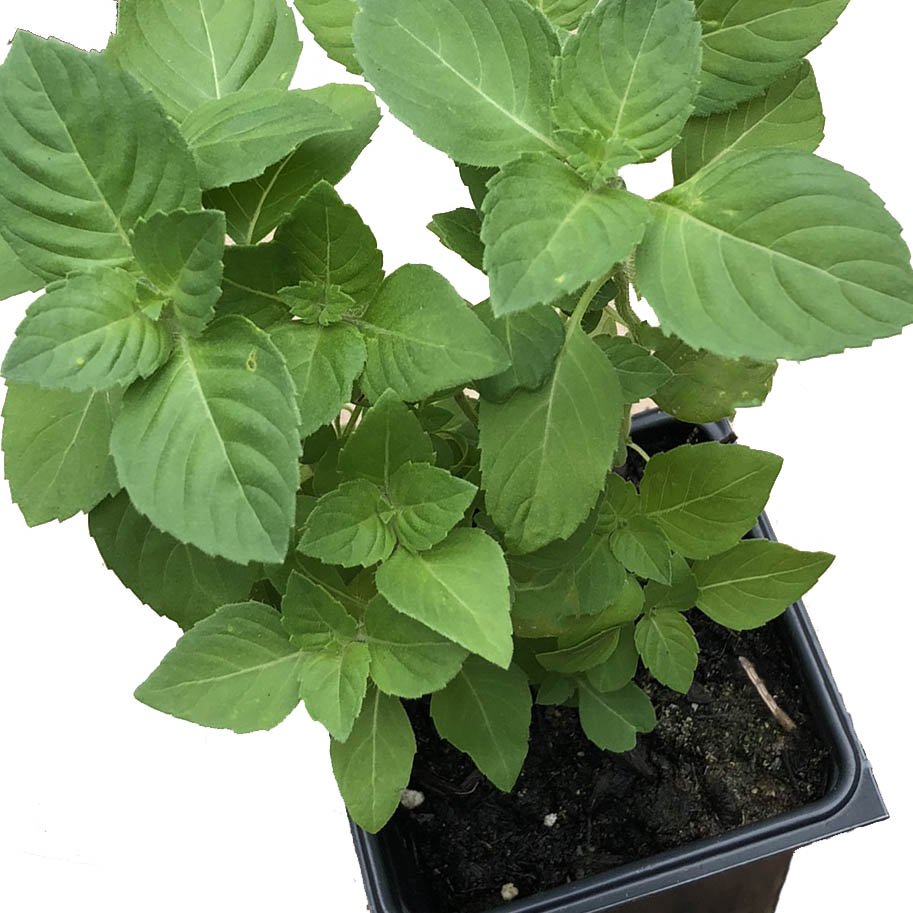 tulsi house plant Holy Basil Live Plant, (Ocimum tenuiflorum) 2.5 inch Pot - Tulsi - Temperate Basil - Annual