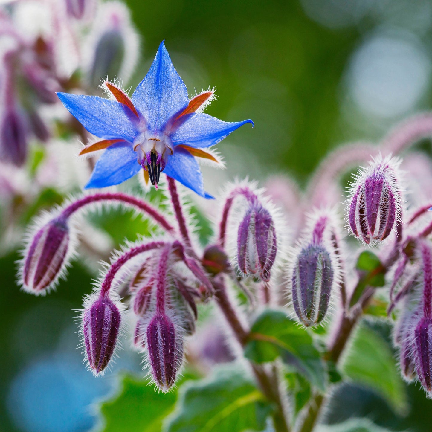 Organic Borage Seeds (Borago officinalis) 500 Seeds (8 grams) - Edible Flower with Cucumber Scent