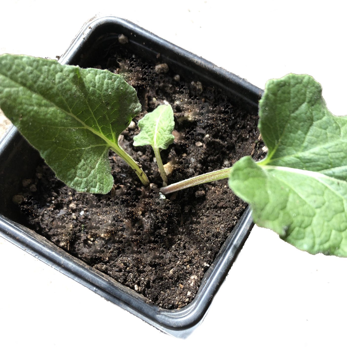 Greater Burdock (Arctium lappa) Organic Live Herb Plant in 2.5-inch Pot
