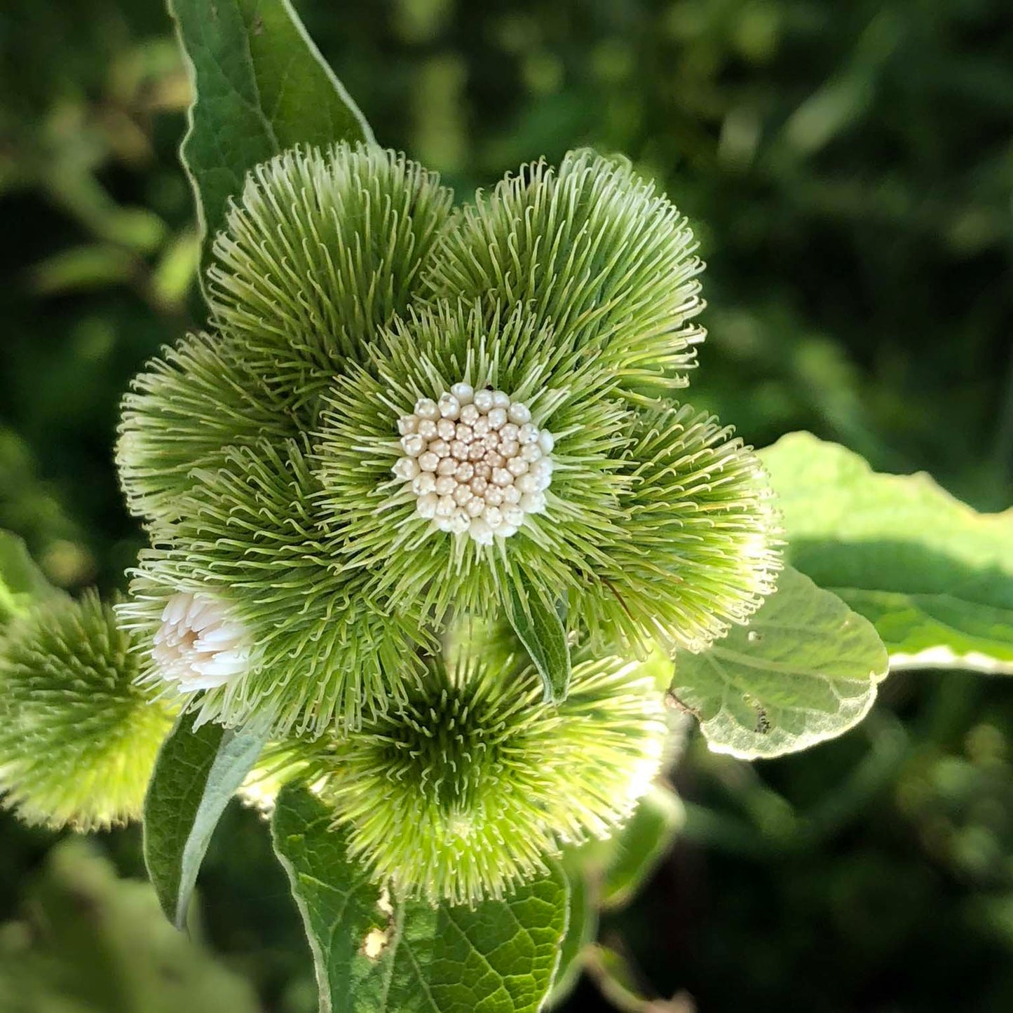 Greater Burdock (Arctium lappa) Organic Live Herb Plant in 2.5-inch Pot