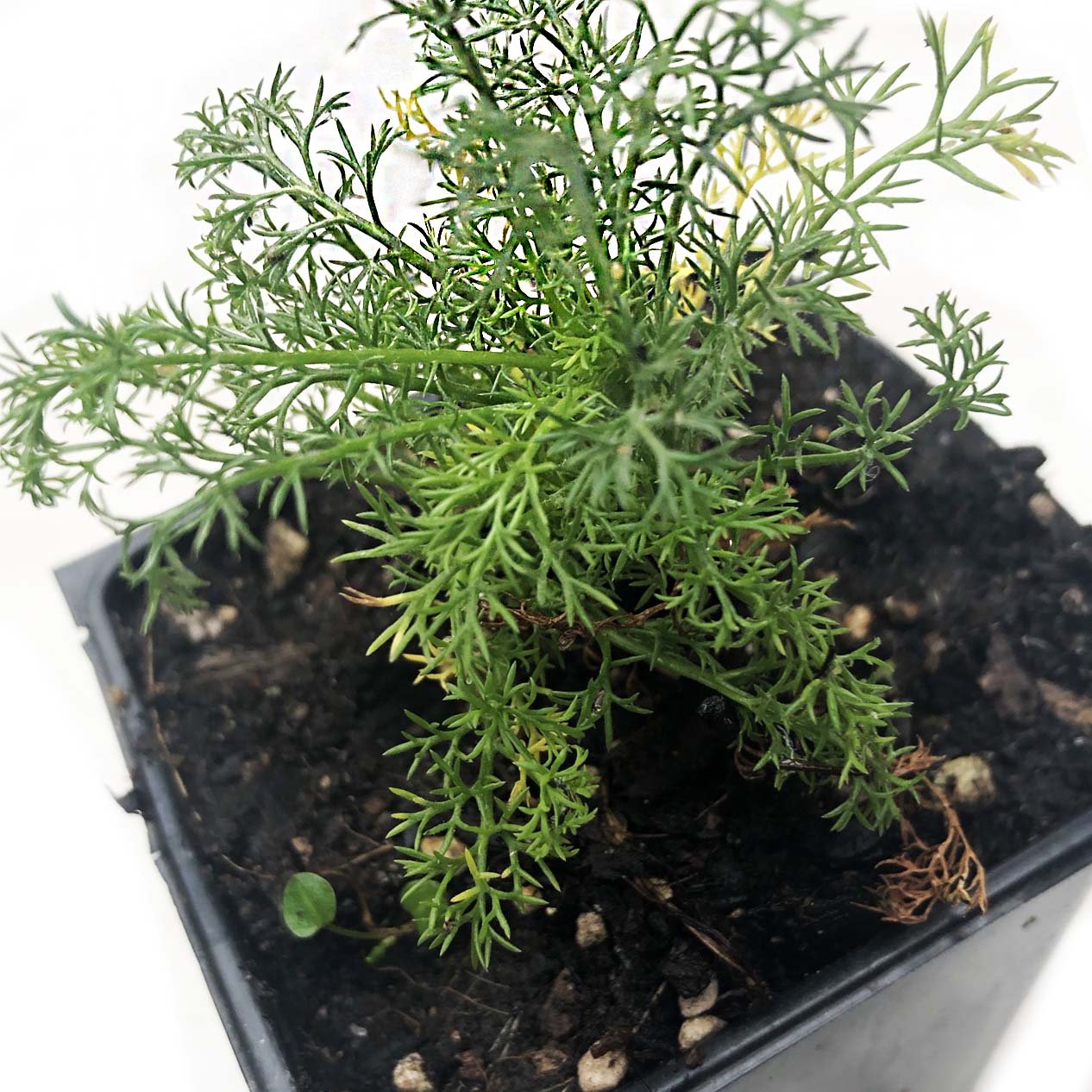 can you plant chamomile in a pot Chamomile, German (Matricaria chamomilla) Organic Plant in 2.5-inch Po – Smoke Camp Crafts