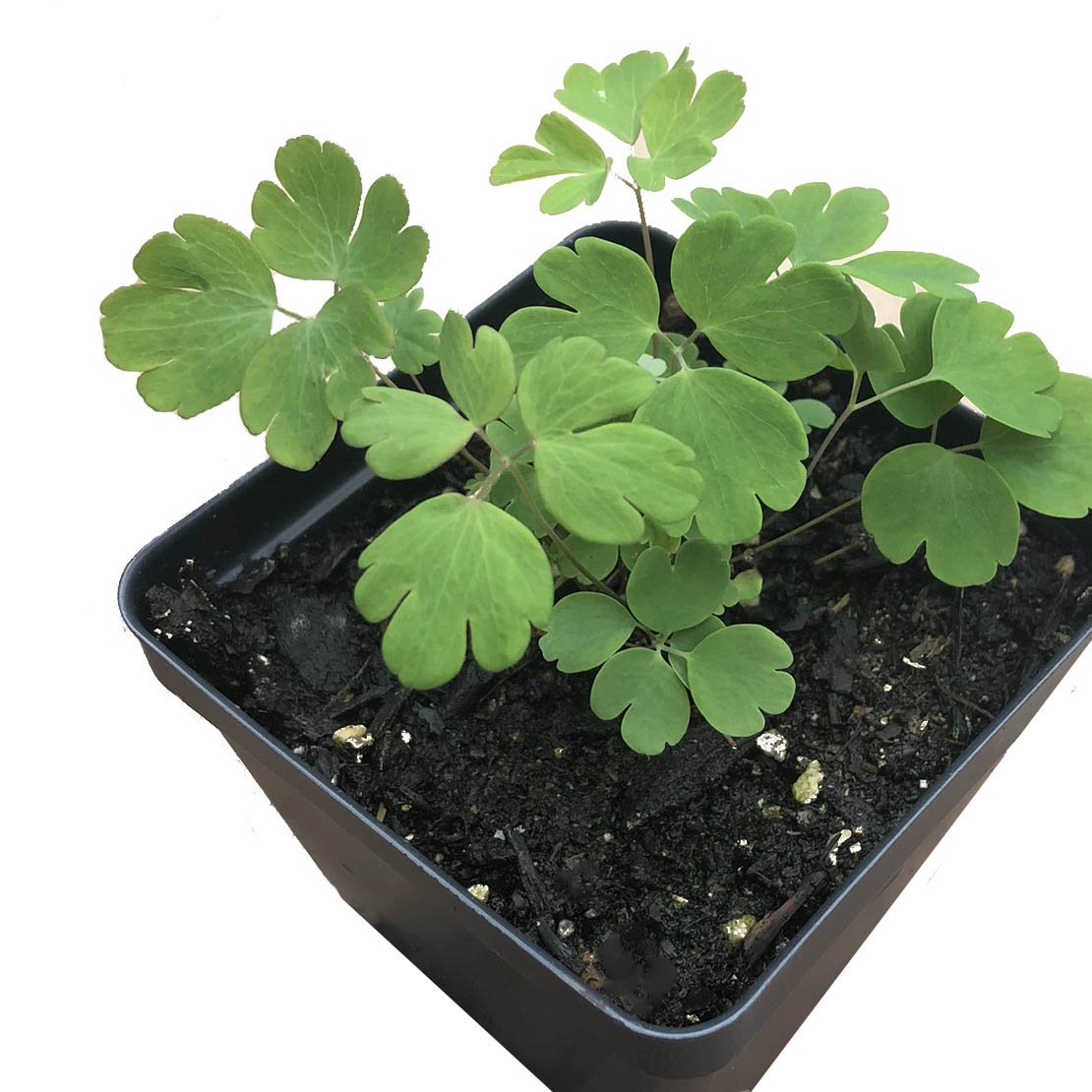 columbine potted plant Eastern Red Columbine Plant (Aquilegia canadensis L) – Smoke Camp Crafts
