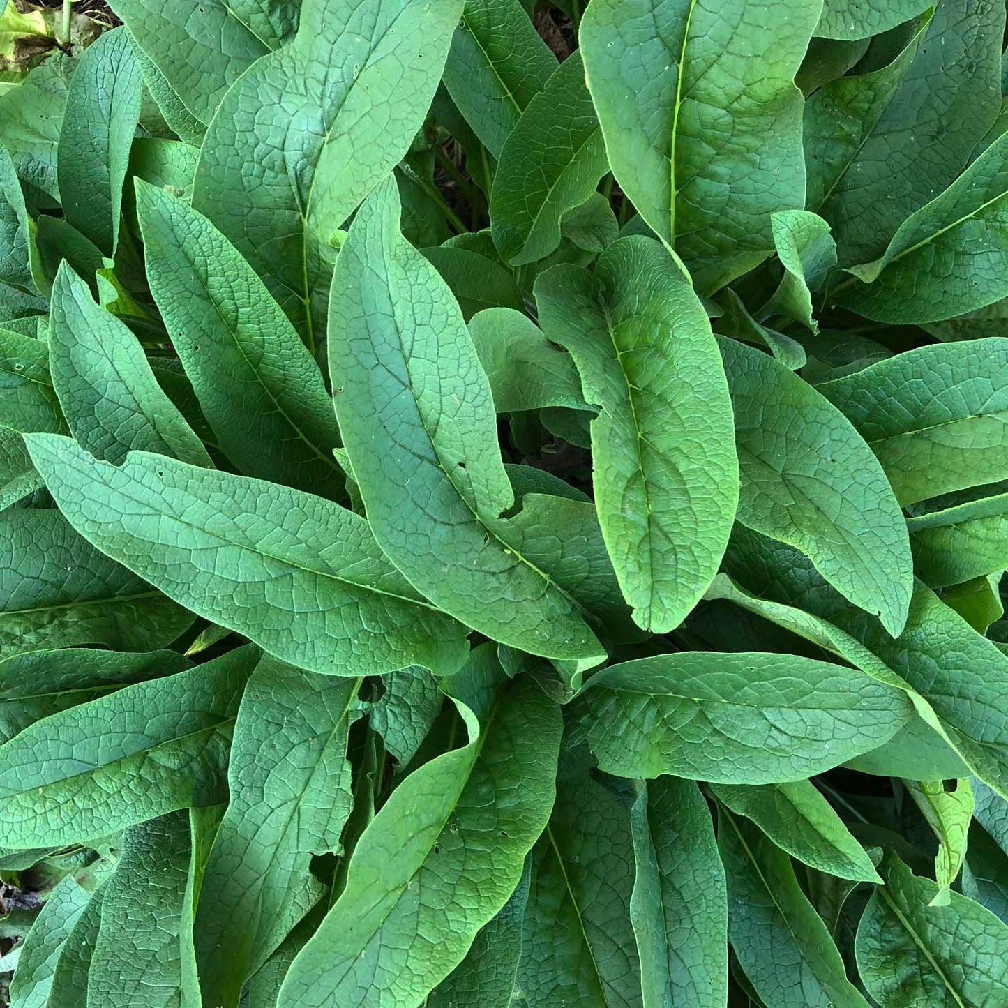 Comfrey Plant in 2.5-inch Pot (Symphytum officinale) - Organic