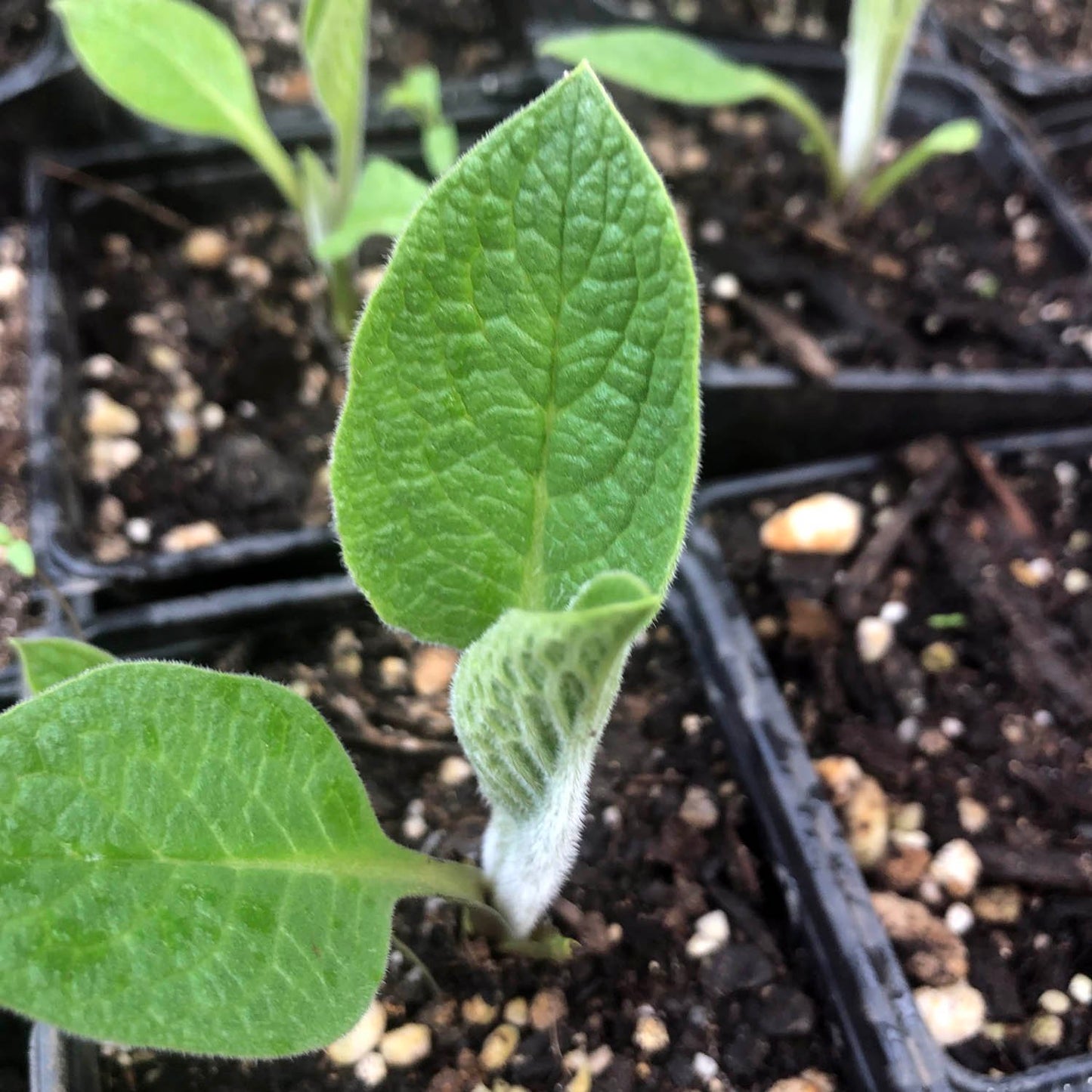 Comfrey Plant in 2.5-inch Pot (Symphytum officinale) - Organic