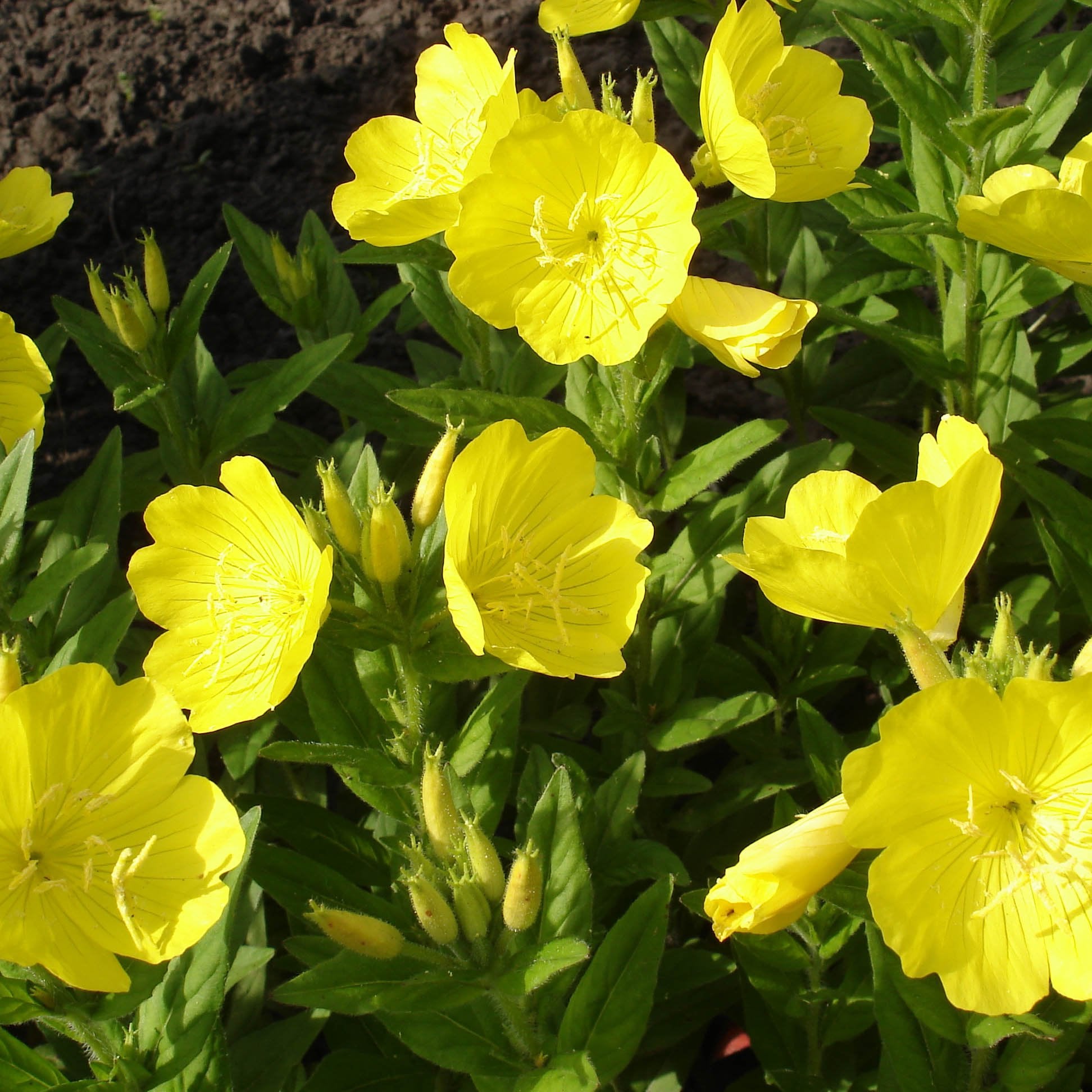 sonnensegel primrose Evening Primrose Seeds (Oenothera biennis) 400 Seeds (1 grams)