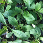 Evening Primrose Seeds (Oenothera biennis) 400 Seeds (1 grams)