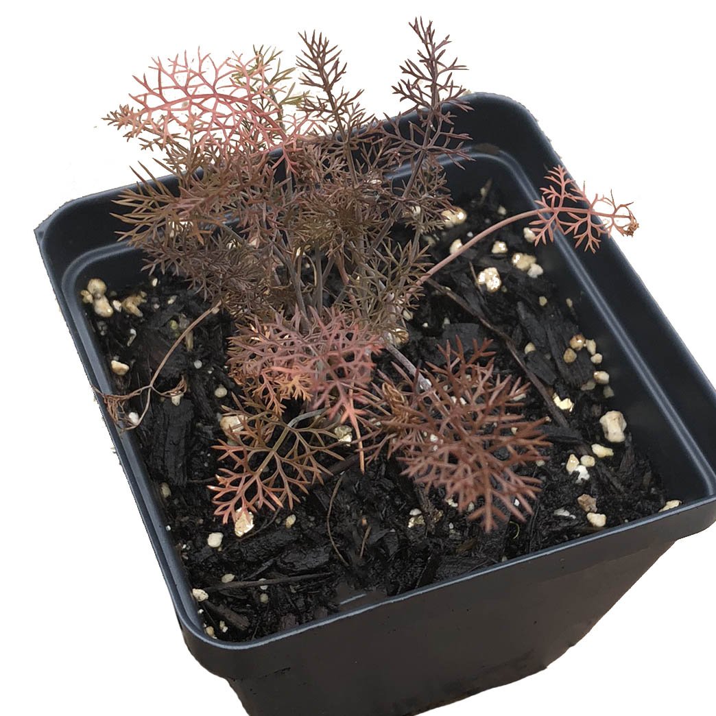 Bronze Fennel (Foeniculum vulgare 'Purpureum') Organic Plant in 2.5-inch Pot