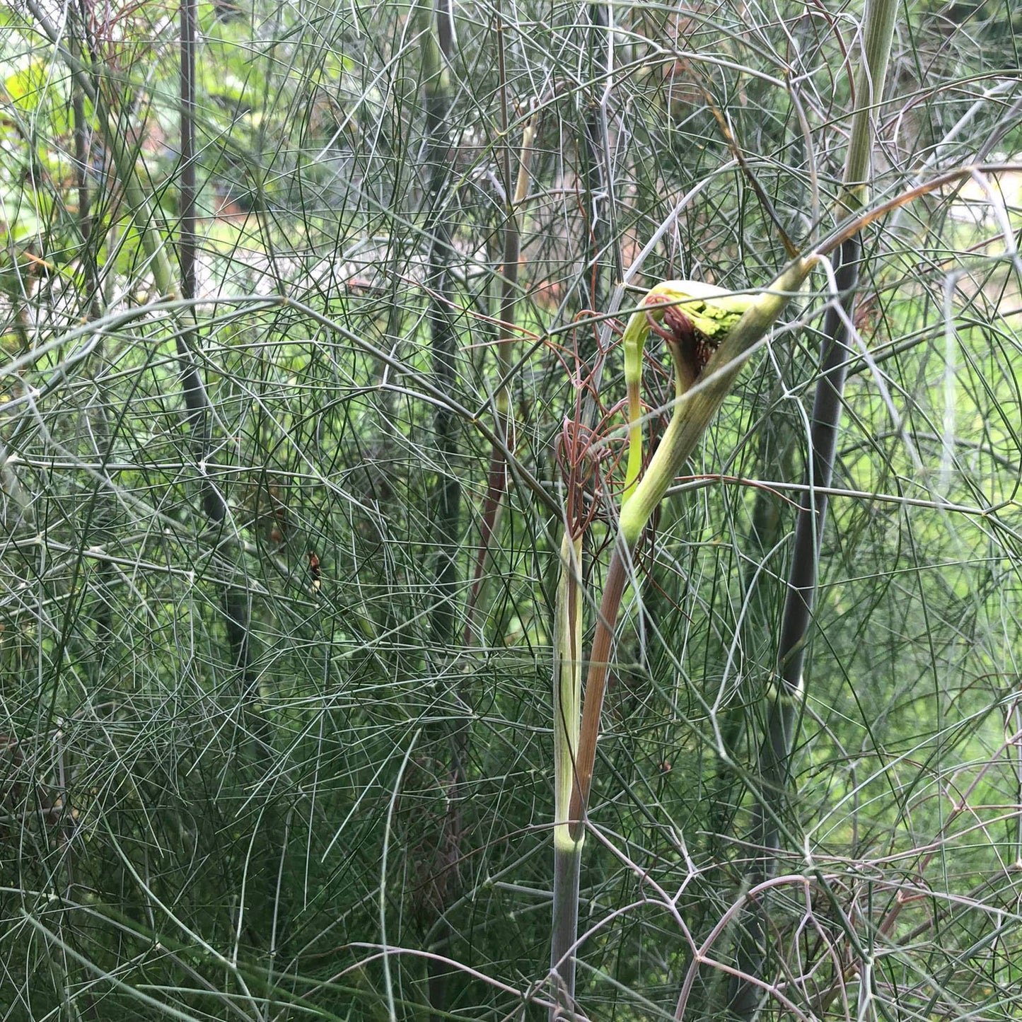 Organic Bronze Fennel Seeds (Foeniculum vulgare "Purpureum") 50 Seeds (0.5 grams) - Beautiful Edible Landscape Perennial Plant