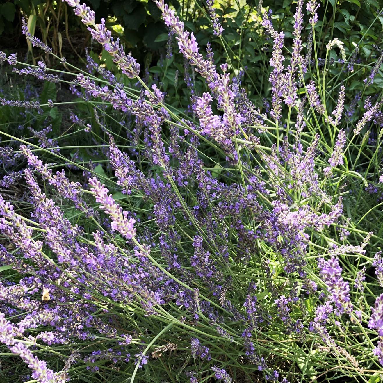 is it safe to smoke lavender flower Lavender Seeds (Lavendula angustifolia) 100 Seeds (0.1 grams)