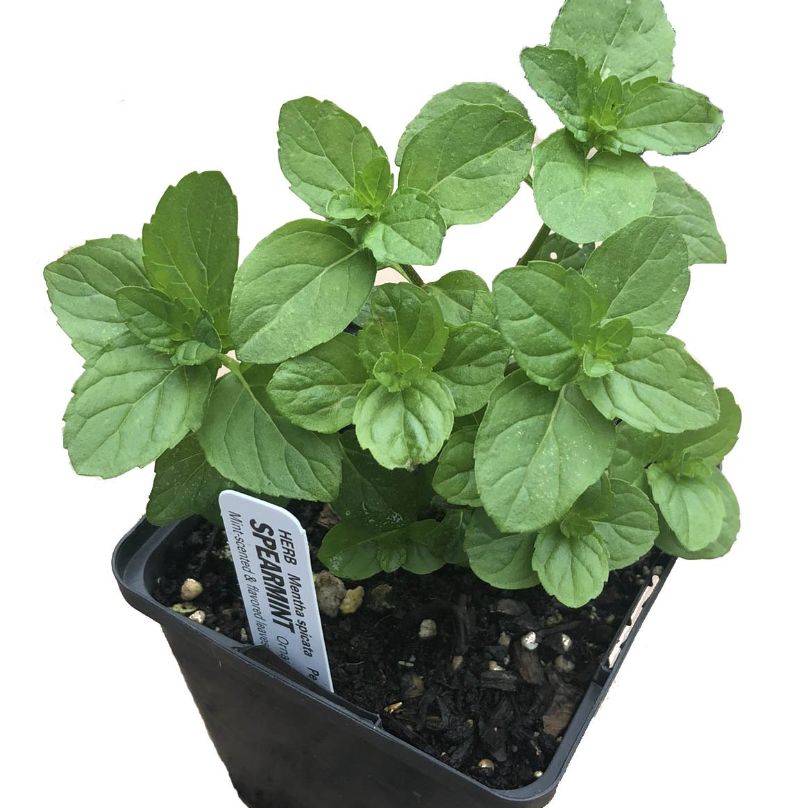 spearmint plant in pot Mint, Spearmint Plant, (Mentha spicata) 2.5-inch pot
