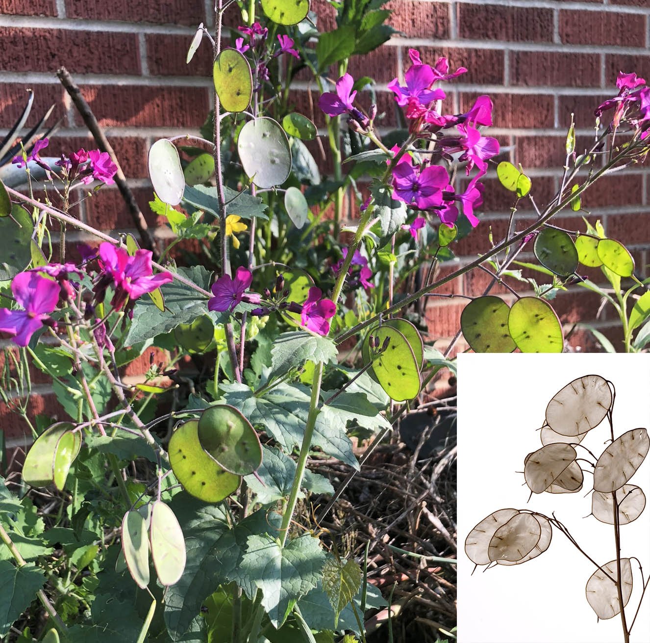 money plant purple leaves Money Plant Seeds (Lunaria Annua Violet) 25 Seeds (0.6 grams)