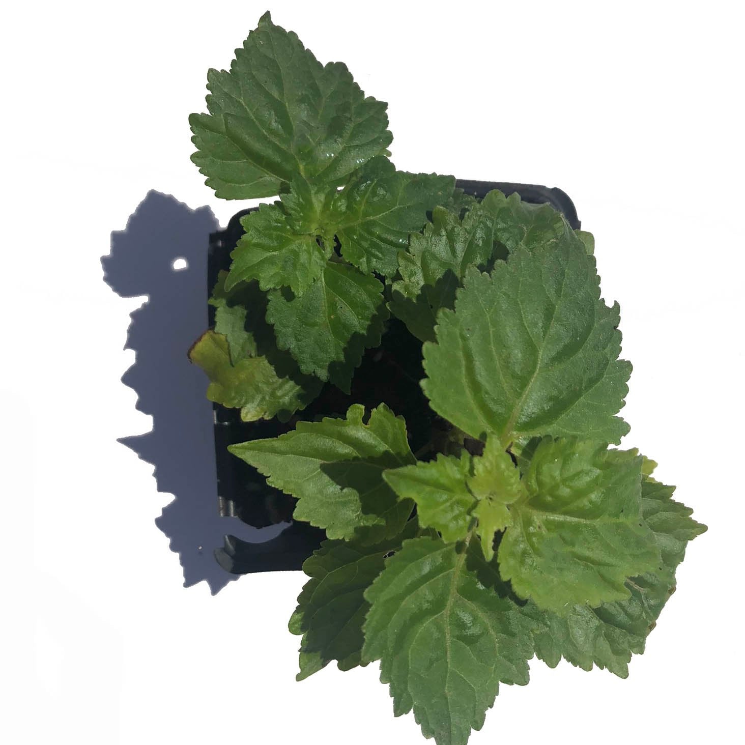 patchouli plant seeds for sale Patchouli (Pogostemon cablin) Organic Plant in 2.5-inch Pot by Smoke Camp Crafts