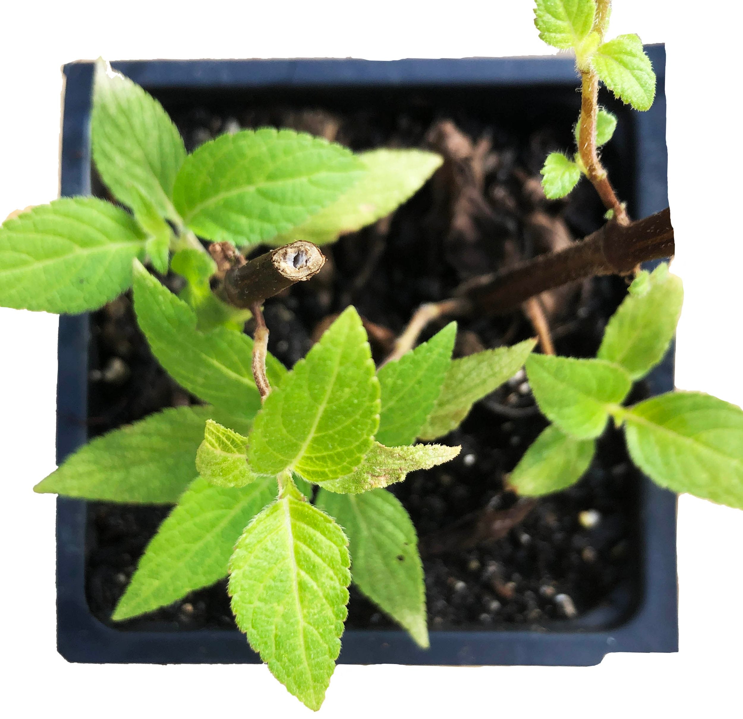 companion plants for pineapple sage Pineapple Sage Plant - Salvia elegans, Live Plant in 2.5-inch Pot - Hummingbird Plant