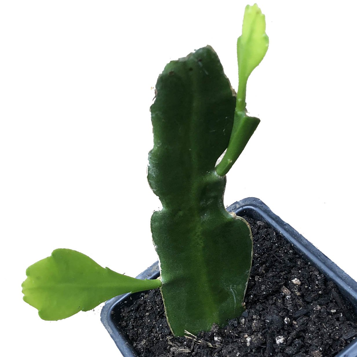 house plant that closes at night Queen of the Night Plant (Epiphyllum oxypetalum)