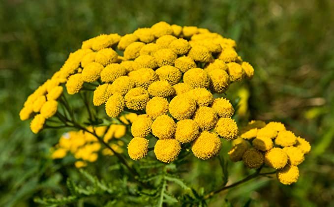 Tansy  Seeds (Tanacetum vulgare) 500 Seeds (0.1 grams) - Organic