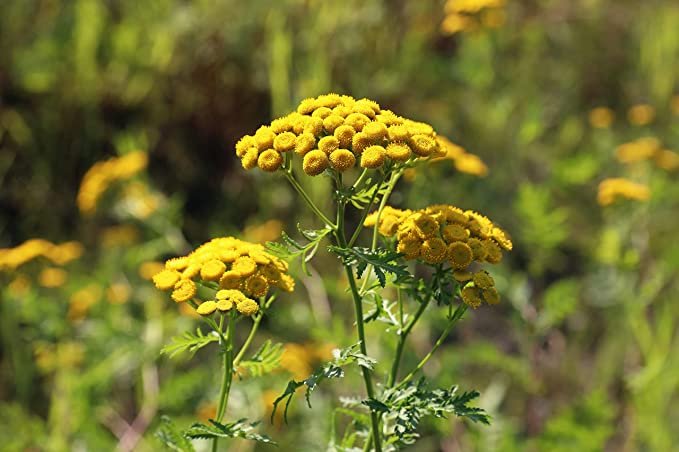 Tansy  Seeds (Tanacetum vulgare) 500 Seeds (0.1 grams) - Organic
