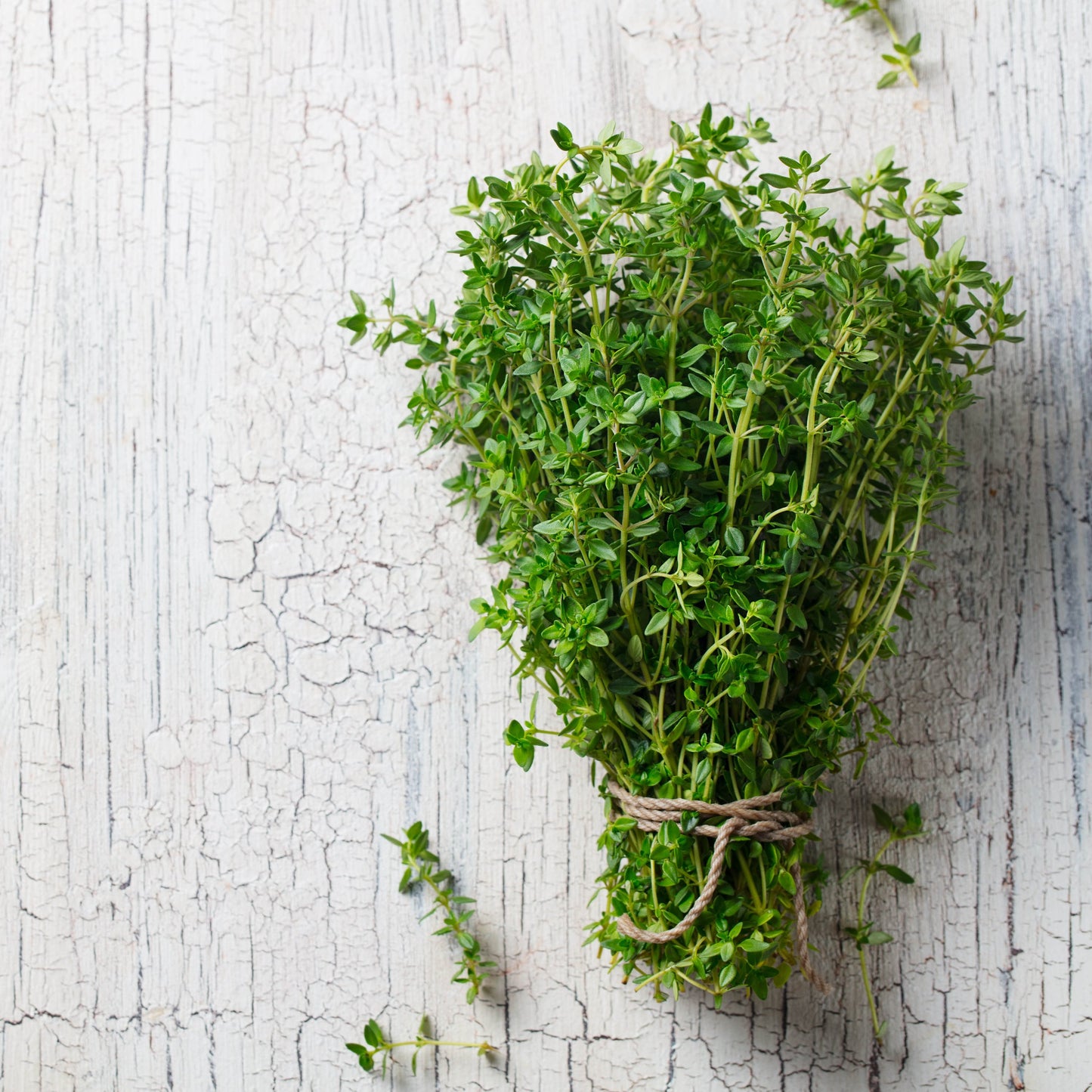 English Thyme (Thymus vulgaris) Organic Plant in a 2.5-inch pot by Smoke Camp Crafts