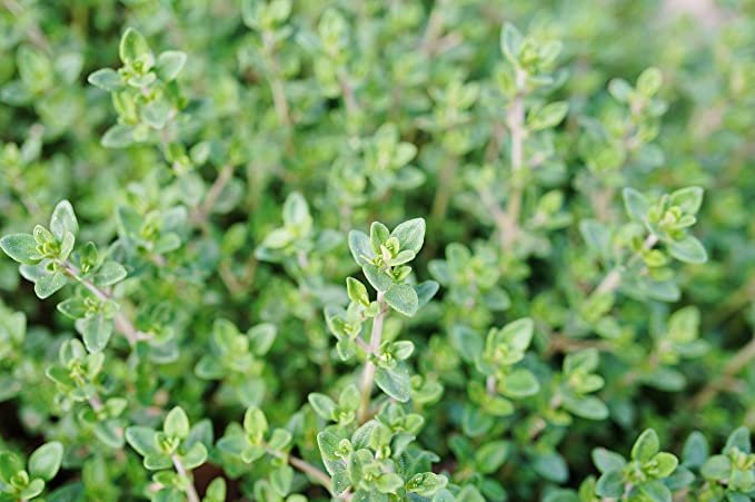 English Thyme (Thymus vulgaris) Organic Plant in a 2.5-inch pot by Smoke Camp Crafts