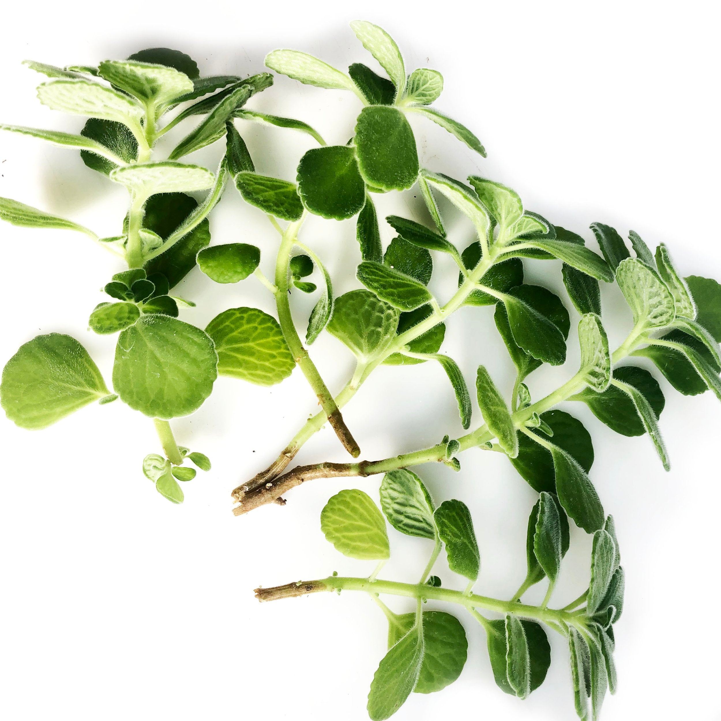 vicks succulent Vicks Plant (Plectranthus tomentosa) ORGANIC Cuttings - 10 Cuttings by Smoke Camp Crafts