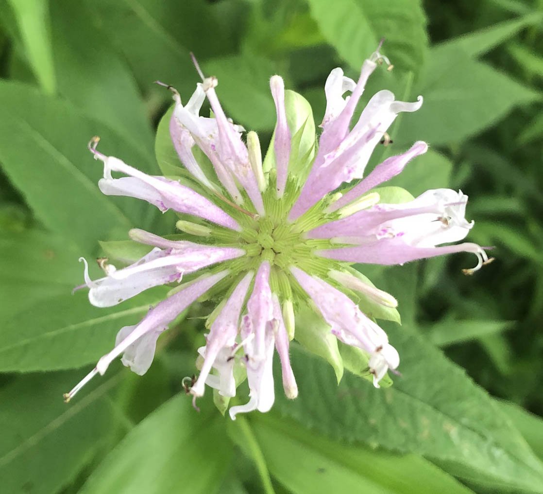bee bomb flower seeds Bee Balm Seeds (Monarda Fistula) 100 Seeds (0.2 g) - Wild Bergamot, Horsemint, Beebalm