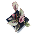Rex Begonia Plant, (Begonia rex 'Flamenco') 2.5 inch Pot -Silvery and Magenta Leaves - Striking House Plant