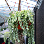20 Pieces Live Burro's Tail Leaves for Propagation (Sedum morganium) - Donkey Tail Succulent Plant