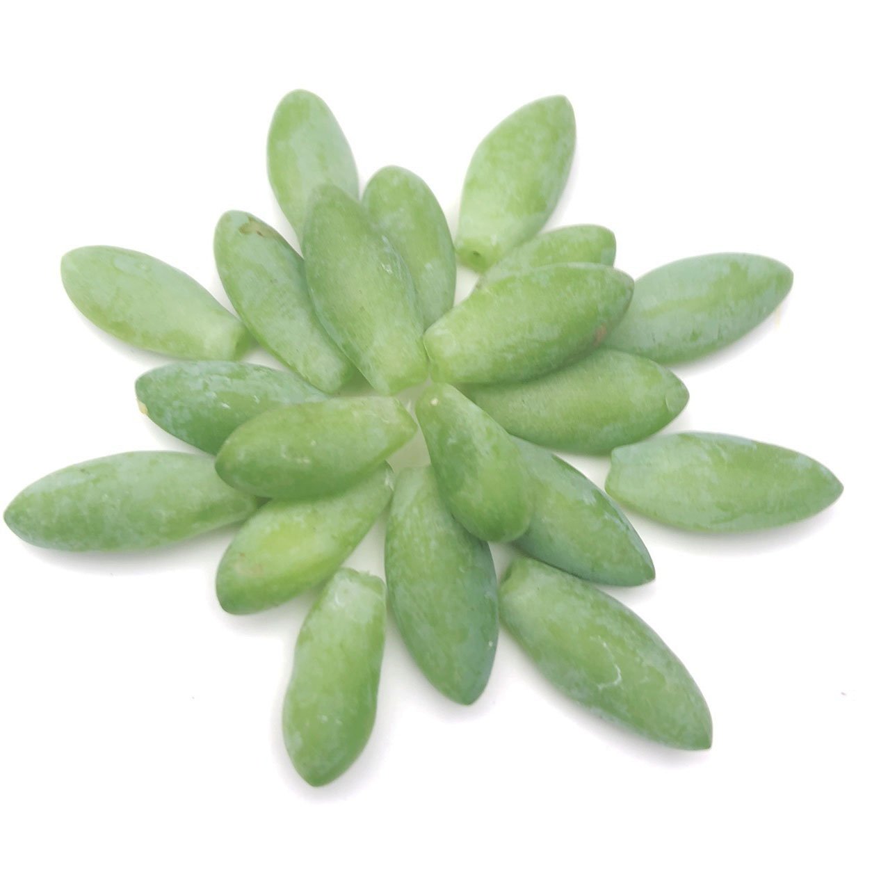 oval leaf succulent Burro's Tail Leaves for Propagation (Sedum morganium) - Donkey Tail Succulent Plant - 20 Pieces
