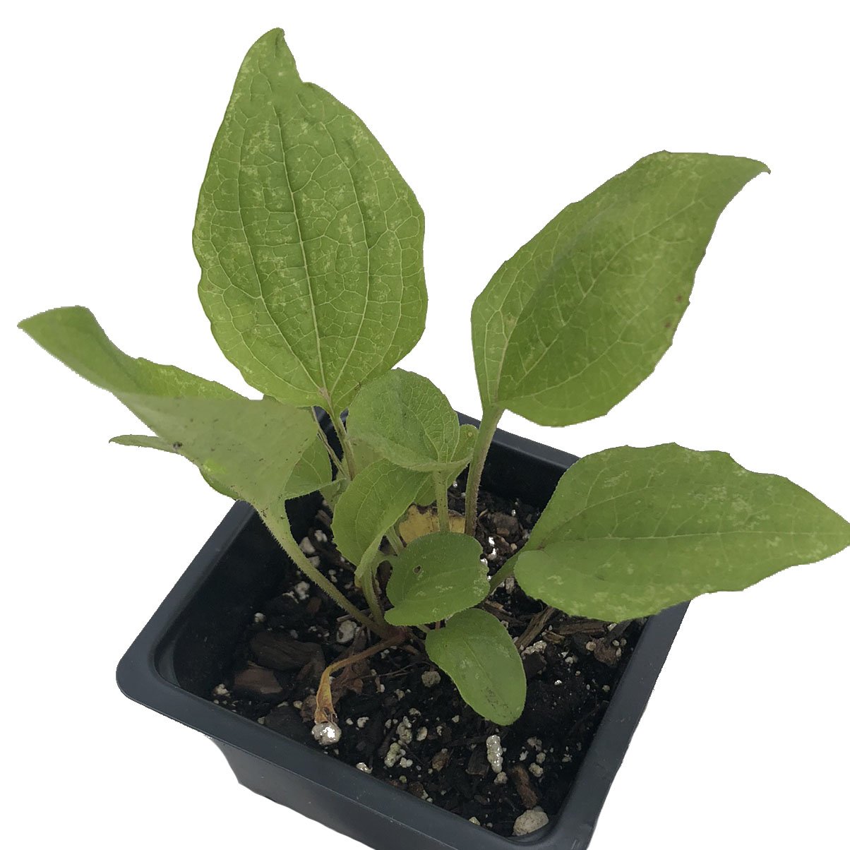 echinacea potted plants Purple Coneflower (Echinacea purpurea) Organic Plant in 2.5-inch pot