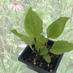 Echinacea Plant, (Echinacea purpurea) 2.5-inch pot | ORGANIC