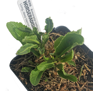 Horseradish Plant (Armoracia rusticana) 2.5 inch pot