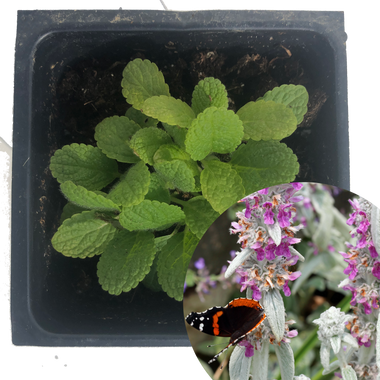 Lamb's Ear Plant, (Stachys byzantina) 2.5 inch pot - Excellent for Kids' Gardens - Fuzzy Leaves