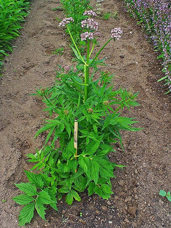 valerian plant seeds Valerian Seeds (Valeriana officinalis) 75 Seeds (0.1 grams)