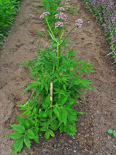 ORGANIC Valerian Seeds (Valeriana officinalis) 75 Seeds (0.1 grams) - CAN BE INVASIVE, USE CAUTION WHEN PLANTING & HARVEST SEEDS