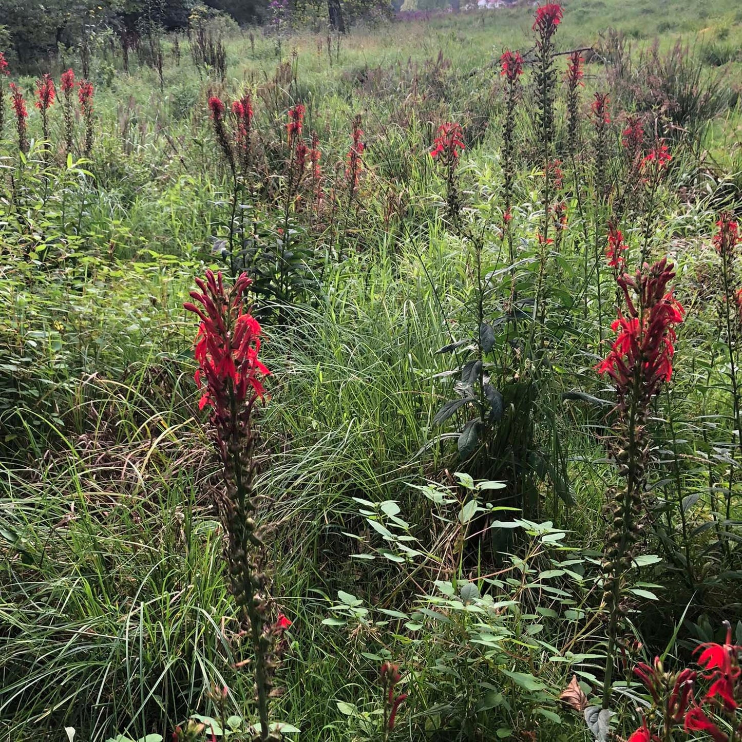 Organic Cardinal Flower Seeds (Lobelia cardinalis) 1000 Seeds (0.1 grams) - Scarlet Lobelia, Great Lobelia, Indian Tobacco, Red Lobelia Bulk Seeds by Smoke Camp Crafts