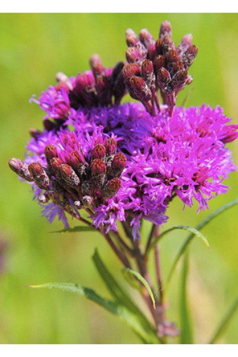 Iron Weed Seeds (Vernonia gigantea, Vernonia fasiculata) Organic Ironweed Seeds 100 Seeds (0.2 grams)