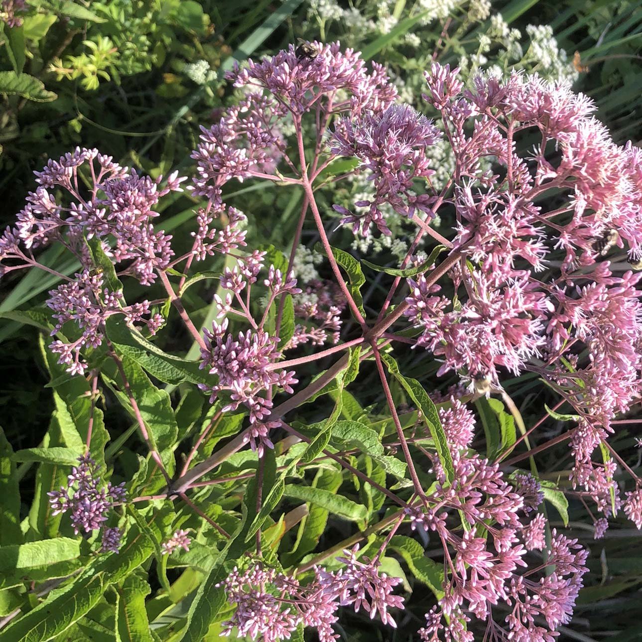 Organic Joe Pye Weed Seeds (Eutrochium fistulosum) 1000 Seeds (5 Grams) - Hollow Joe Pye Weed, Hollow-stemmed Joe-pye-Weed, Joe-Pye-Weed, Purple Thoroughwort, Queen of The Meadow, Trumpetweed