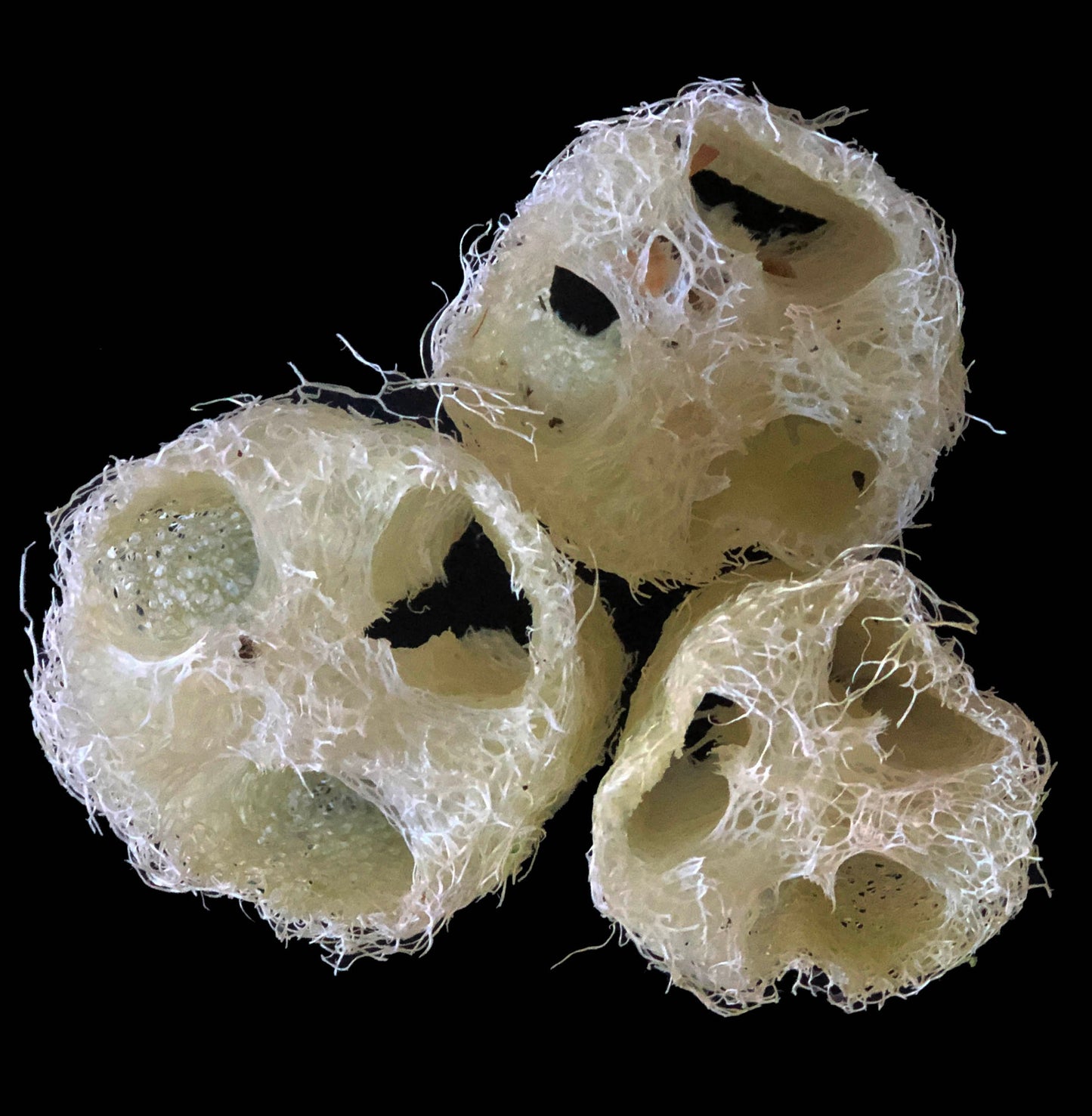 Luffa Sponges - Set of Three