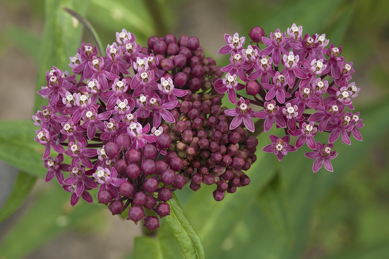 Milkweed, Swamp Seeds (Asclepias incarnata) 100 Seeds (1 grams) - Swamp Milkweed Seeds