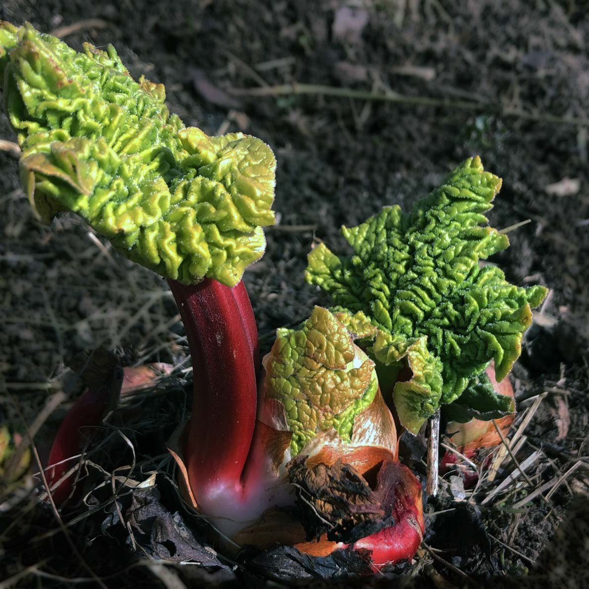 rhubarb plant seeds Rhubarb, Victoria Seeds (Rheum rhabarbarum) 25 Seeds (0.5 grams)