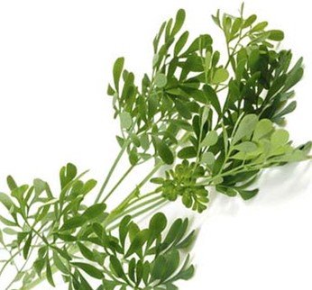 Rue Seeds (Ruta graveolens) 100 Seeds (0.2 grams)