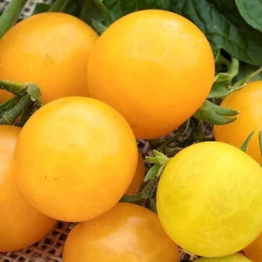 Tomato Seeds Heirloom Variety Dot's Little Yellow  (150 seeds or 0.5g) - Organic