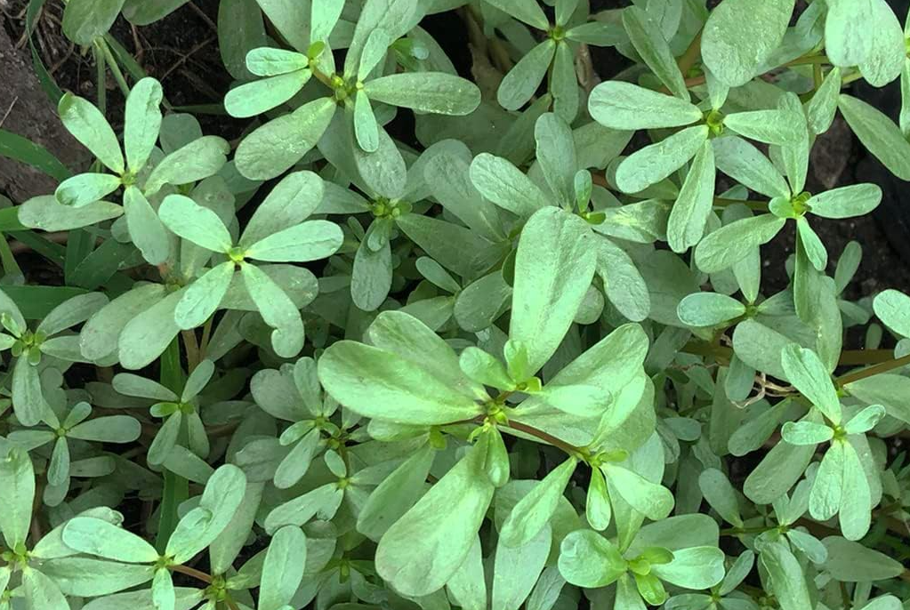 Purslane Seeds (Portulaca oleracea) 1000 Seeds (1 Gram) - Common Purslane Herb Plant Seeds - Little Hogweed Seeds - Pursley Seeds - Organic