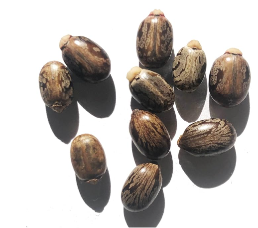 ricinus plant seeds Castor Plant Seeds (Ricinus communis) 10 Seeds (6 Grams)